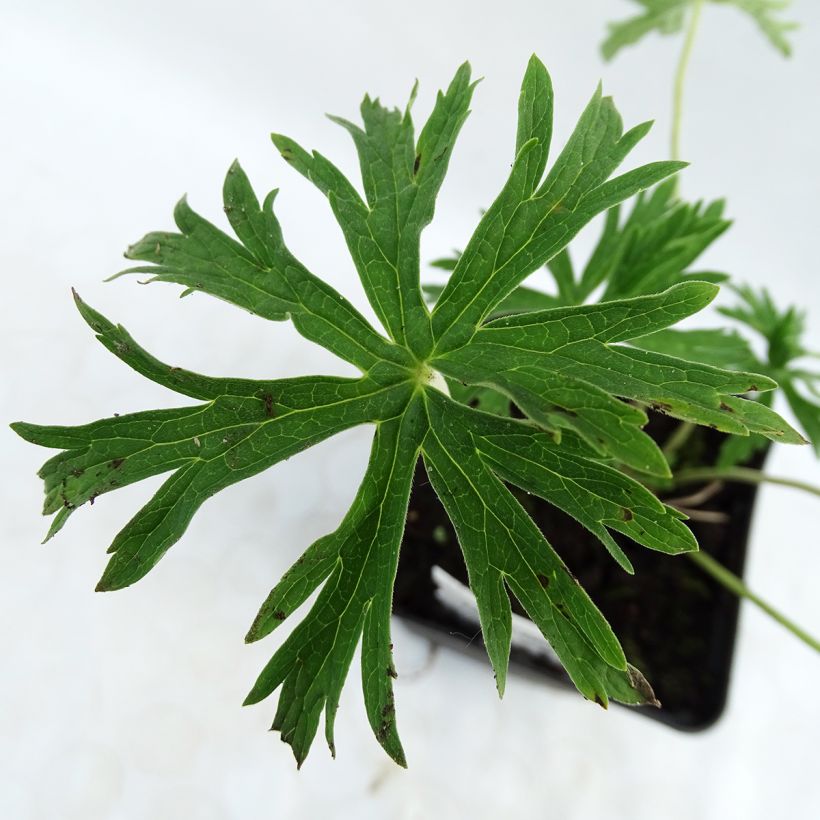 Géranium vivace pratense Galactic - Géranium des près blanc (Foliage)