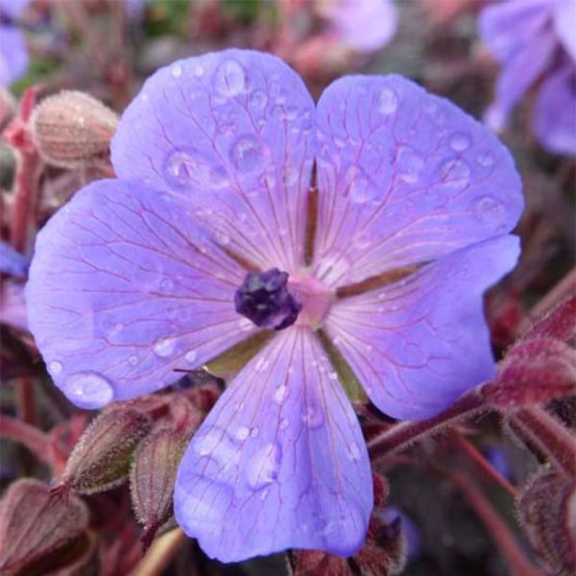 Géranium vivace pratense Hocus Pocus (Flowering)
