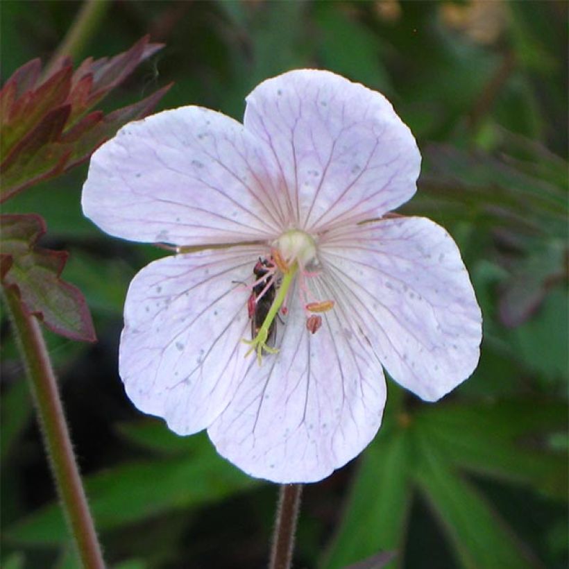 Geranium vivace pratense Marshmallow - Géranium des près rose bonbon (Flowering)