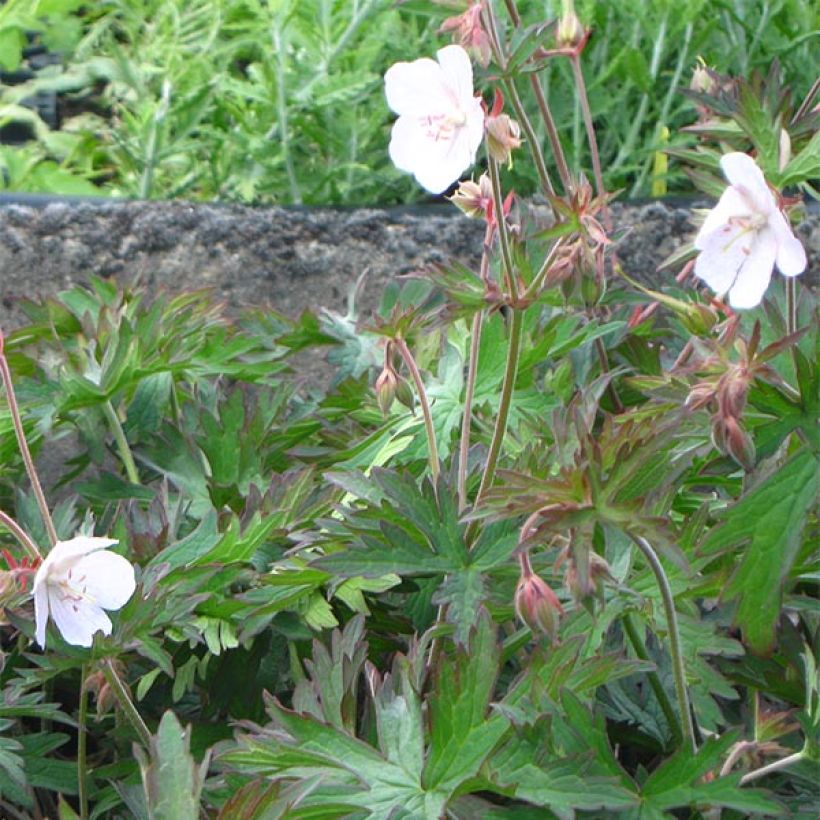 Geranium vivace pratense Marshmallow - Géranium des près rose bonbon (Plant habit)