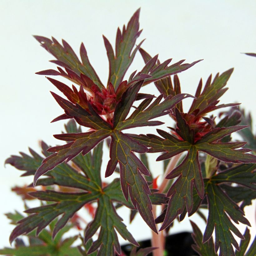 Géranium vivace pratense Midnight Reiter - Géranium des prés (Foliage)