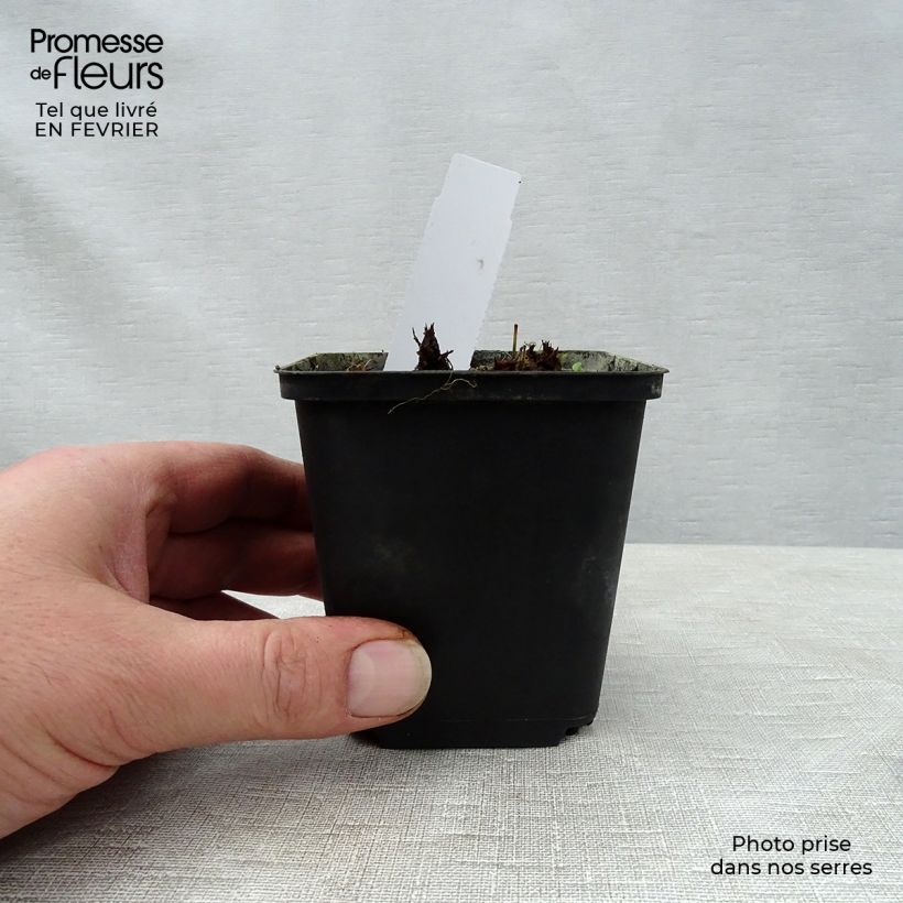 Example of Géranium vivace pratense New Dimensions Godet de 8/9 cm as you get in hiver