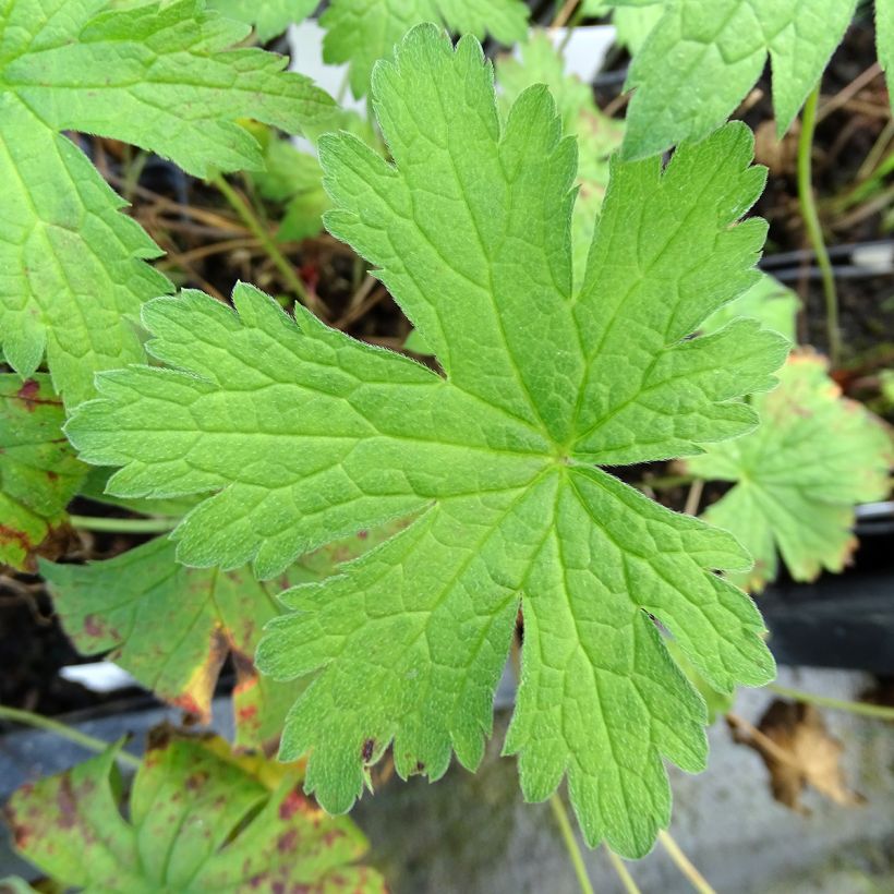 Géranium vivace pratense Plenum Violaceum - Géranium des prés (Foliage)