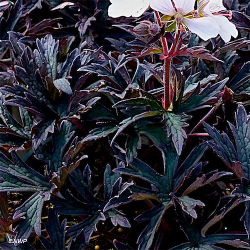 Géranium vivace pratense Purple Ghost (Foliage)