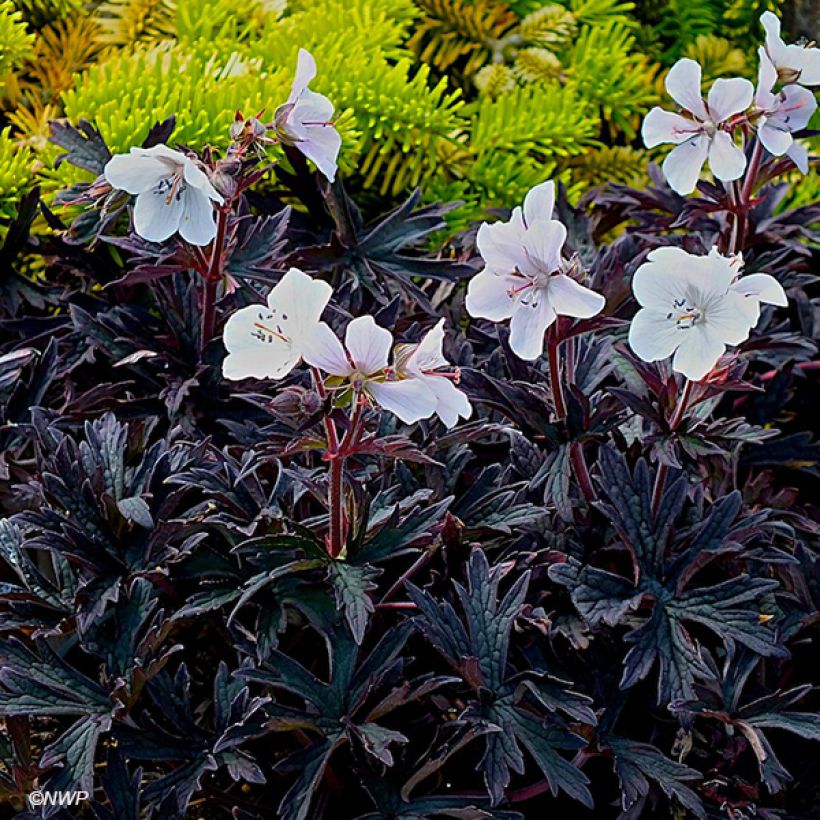 Géranium vivace pratense Purple Ghost (Flowering)