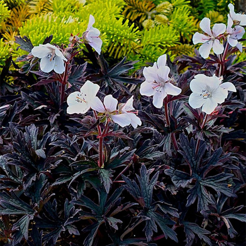 Géranium vivace pratense Purple Ghost (Plant habit)
