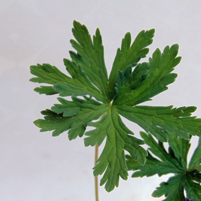Géranium vivace pratense Splish Splash - Géranium des prés (Foliage)