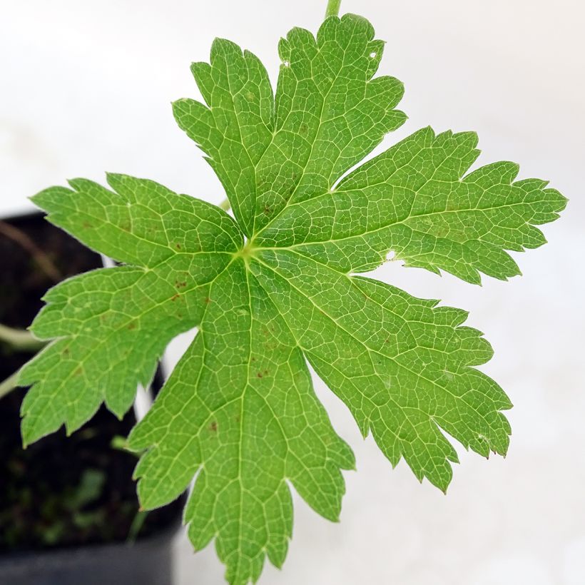 Geranium vivace psilostemon Red Admiral (Foliage)