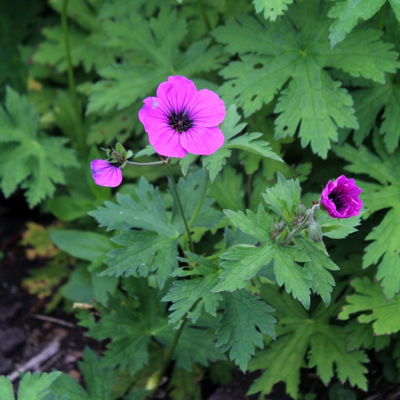 Géranium vivace psilostemon (Flowering)