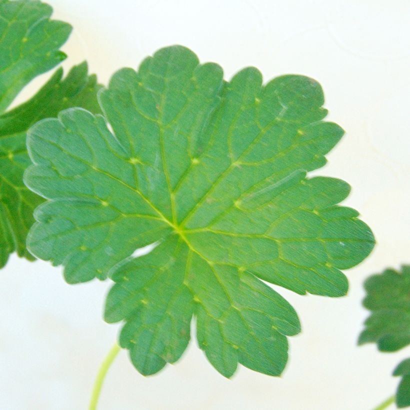 Géranium vivace riversleaianum Russell Prichard (Foliage)