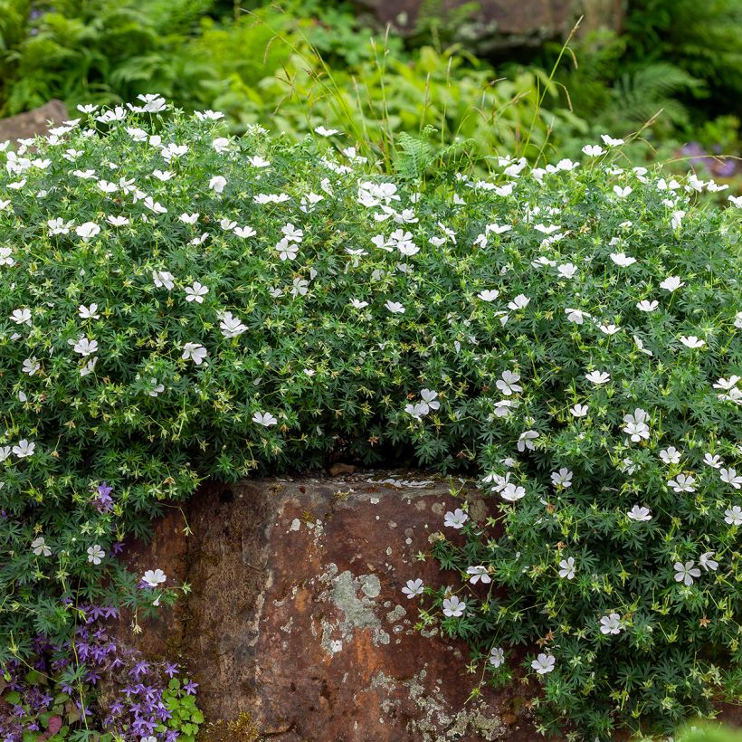 Geranium vivace sanguineum Album (Plant habit)