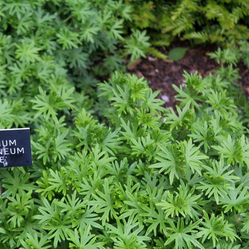 Geranium vivace sanguineum Elke (Foliage)
