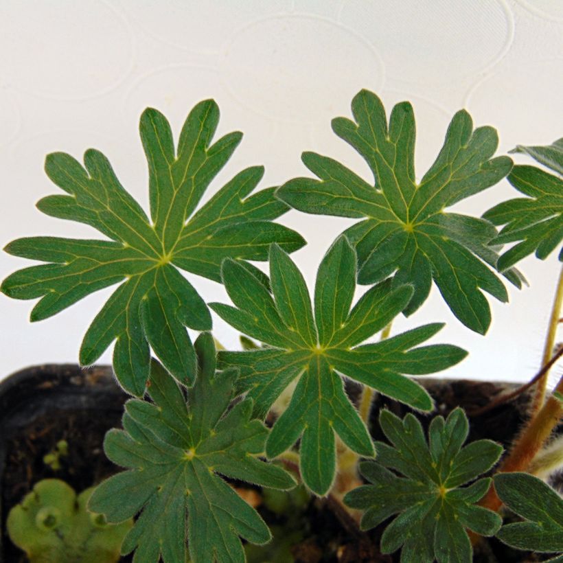 Géranium vivace sanguineum Hannelore (Foliage)