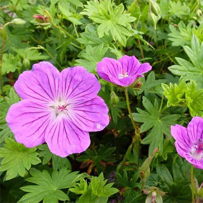 Géranium vivace sanguineum Hannelore (Flowering)