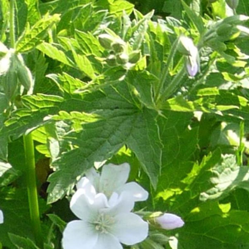 Géranium vivace sylvaticum Album (Foliage)