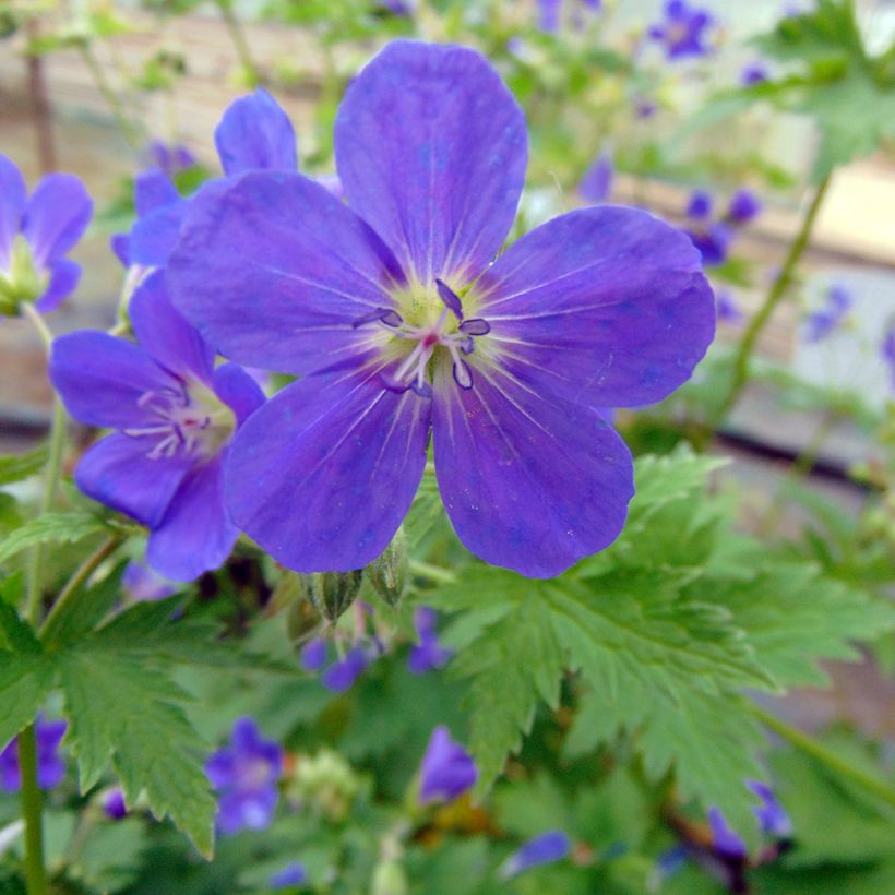 Géranium vivace sylvaticum Bridget Lion (Flowering)