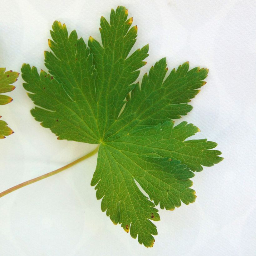 Geranium vivace sylvaticum Ice Blue (Foliage)