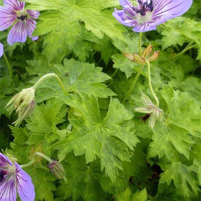 Geranium vivace wallichianum Havana Blues (Foliage)