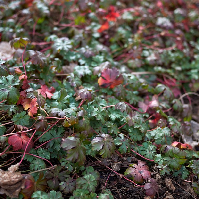 Géranium vivace wlassovianum (Foliage)
