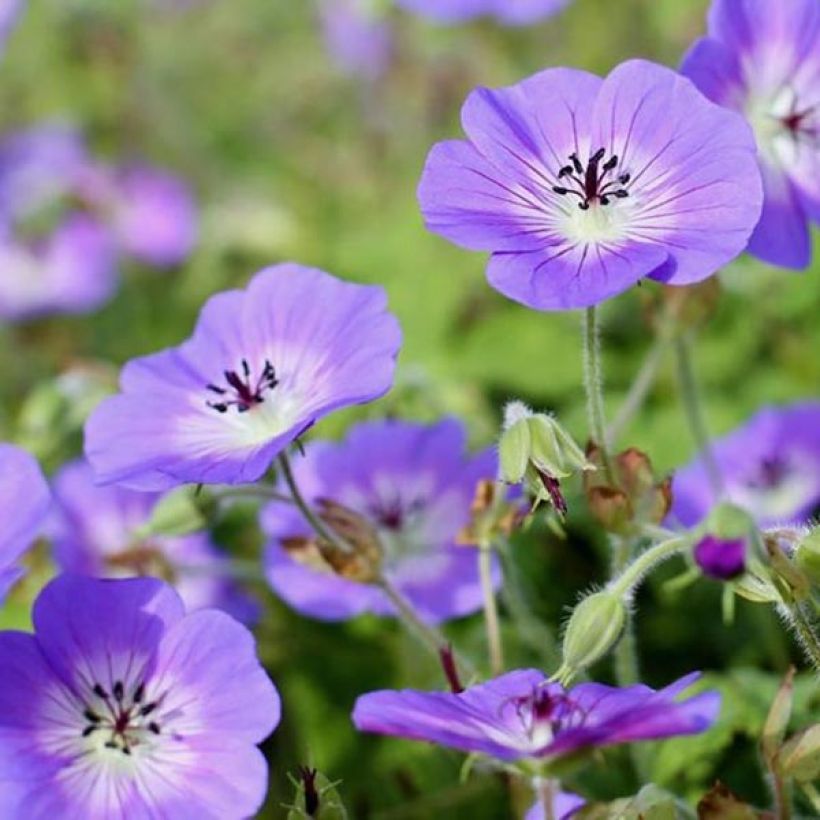 Geranium vivace wallichianum Daily Blue (Flowering)