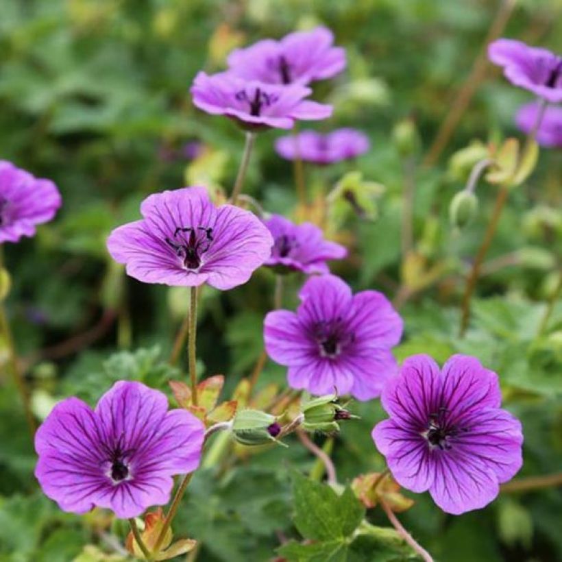 Geranium vivace Daily Purple (Flowering)