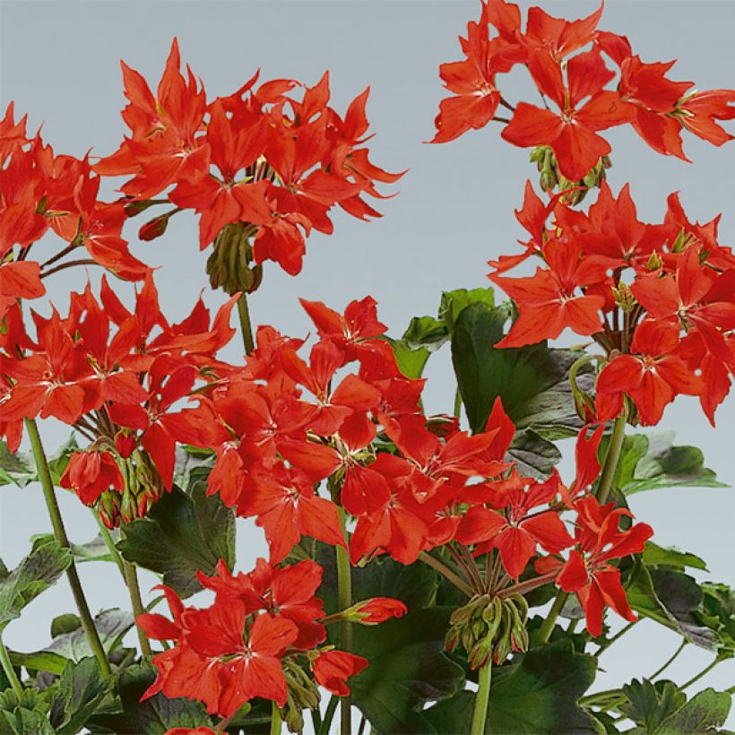 Géranium zonale Fireworks Scarlet (Flowering)