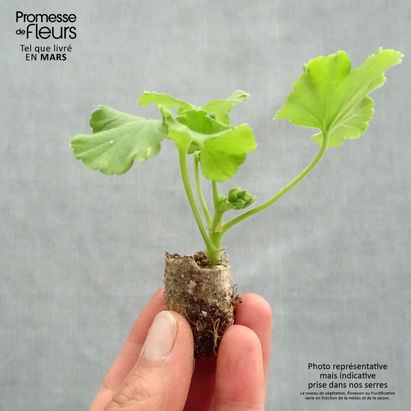 Example of Géranium zonale Flower Fairy Red Splash  Mini-motte Ø 3/4 cm as you get in printemps