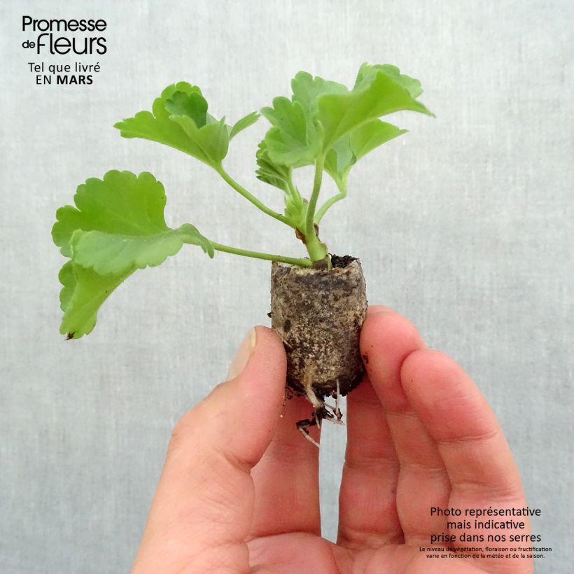 Example of Géranium zonale Flower Fairy Velvet Mini-motte Ø 3/4 cm as you get in printemps