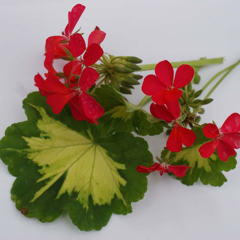 Géranium zonale Happy Thought - Pelargonium fantaisie (Flowering)