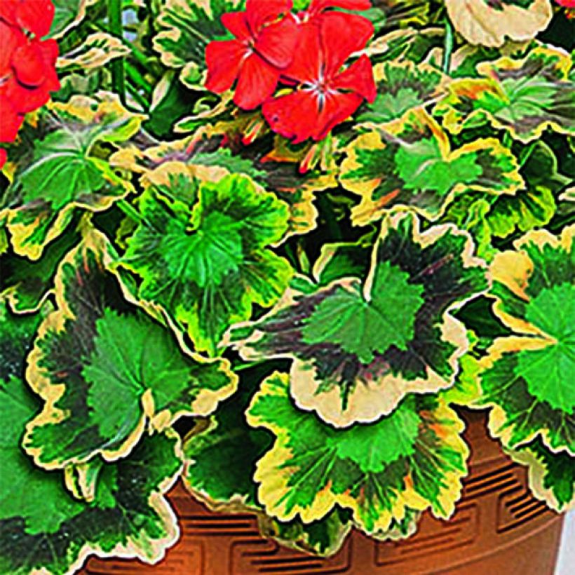 Géranium zonale Mrs Pollock - Pelargonium fantaisie  (Foliage)