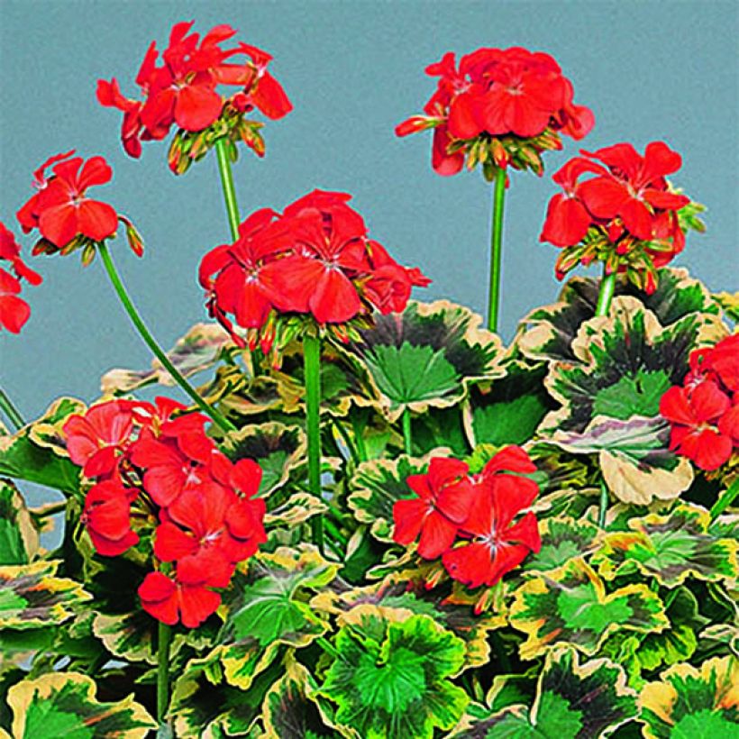 Géranium zonale Mrs Pollock - Pelargonium fantaisie  (Flowering)