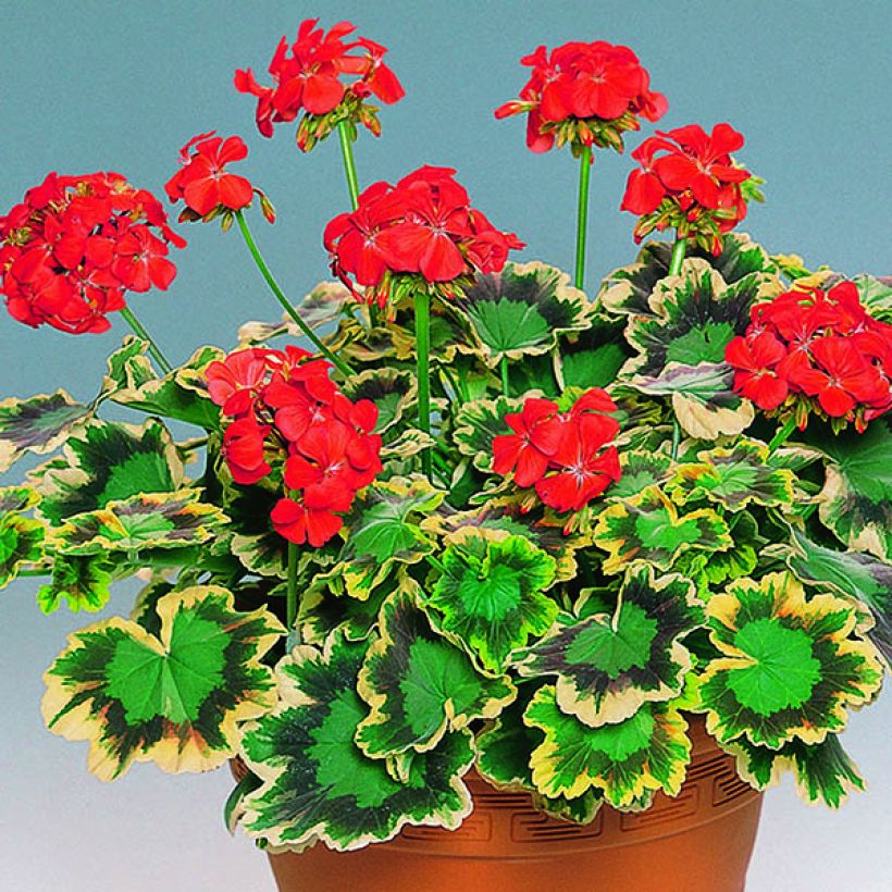 Géranium zonale Mrs Pollock - Pelargonium fantaisie  (Plant habit)