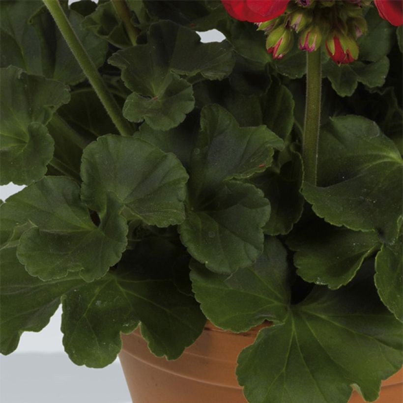 Géranium zonale Victor - Pelargonium hortorum   (Foliage)