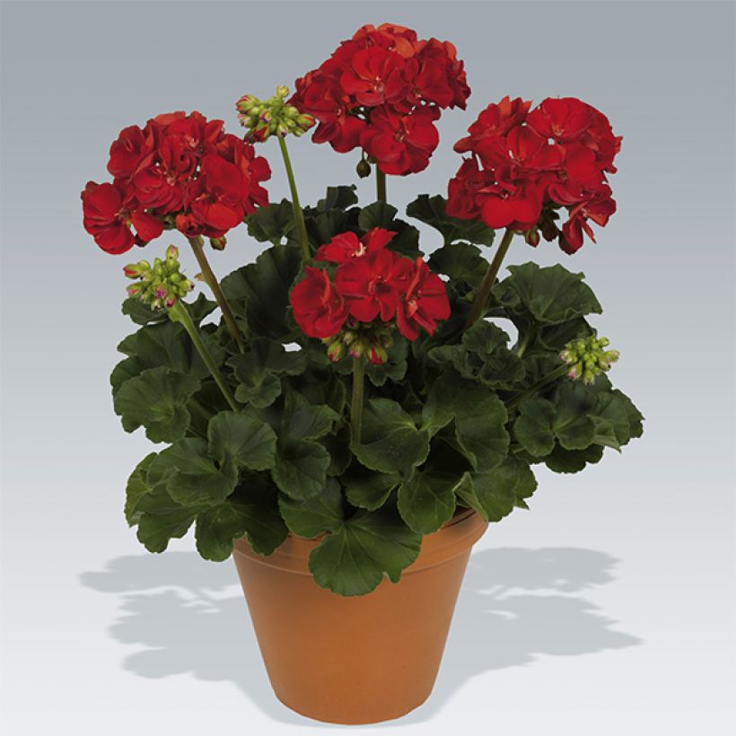 Géranium zonale Victor - Pelargonium hortorum   (Plant habit)
