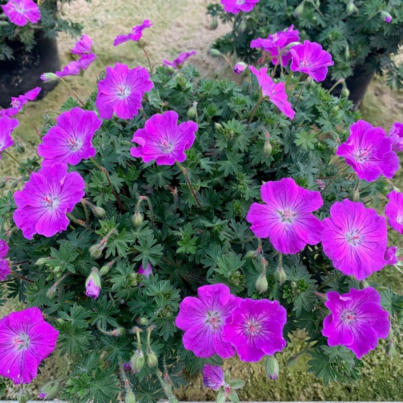 Géranium vivace sanguineum Frivolius Purple (Plant habit)