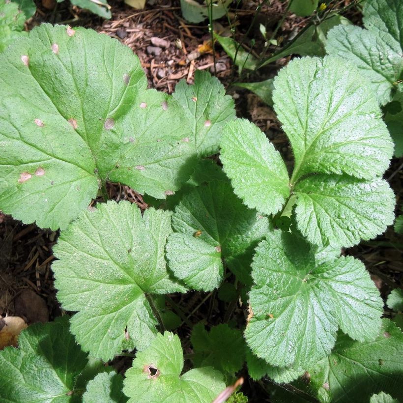 Benoîte Alabama Slammer (Foliage)