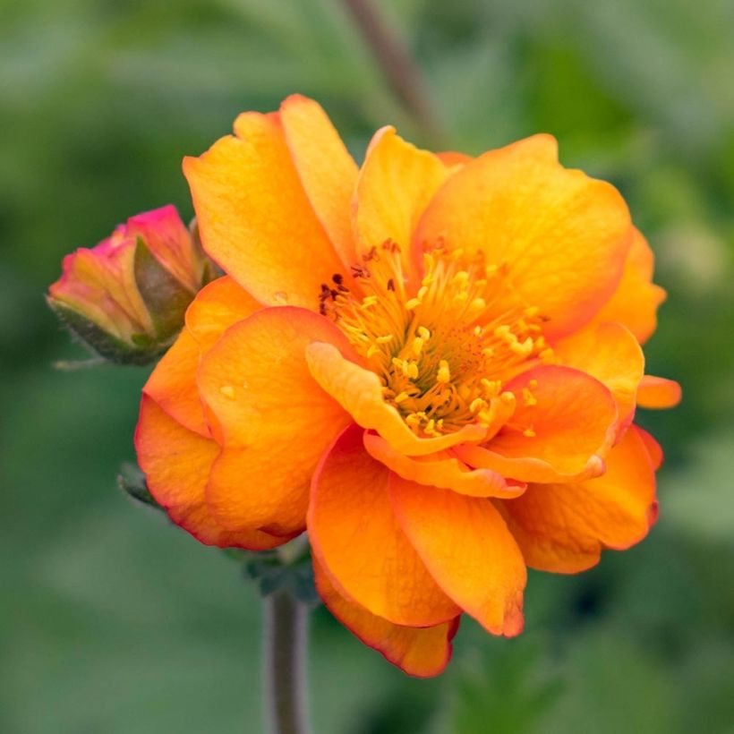 Benoîte Alabama Slammer (Flowering)