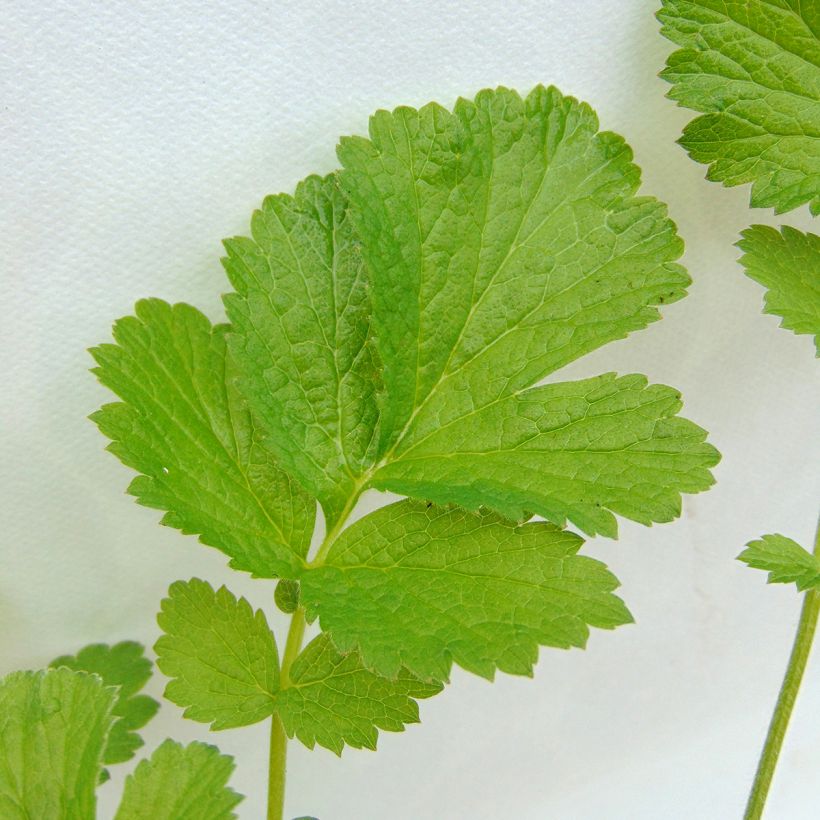 Geum Banana Daiquiri - Benoîte hybride jaune citron clair (Foliage)