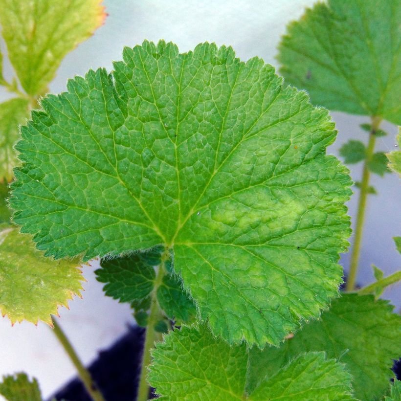 Geum Bell Bank - Benoîte rose soutenu (Foliage)