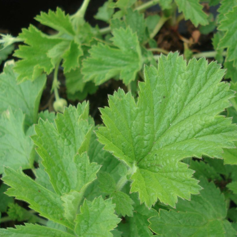 Geum Censation Lipstick - Benoîte (Foliage)