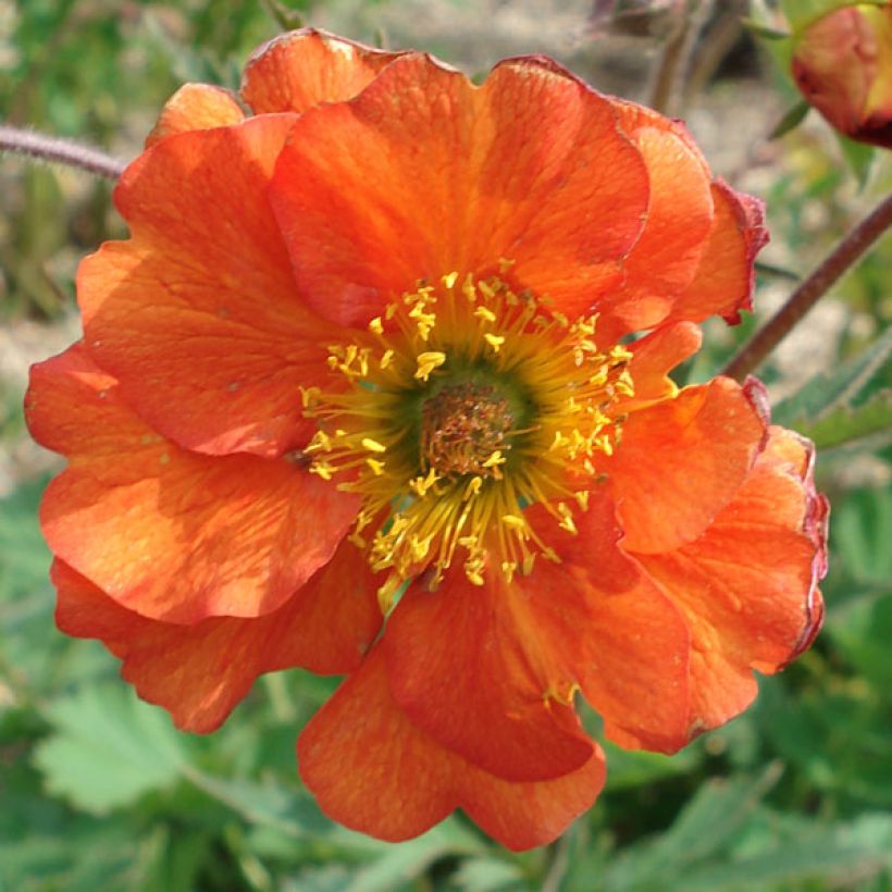Geum coccineum Borisii - Benoîte orange (Flowering)