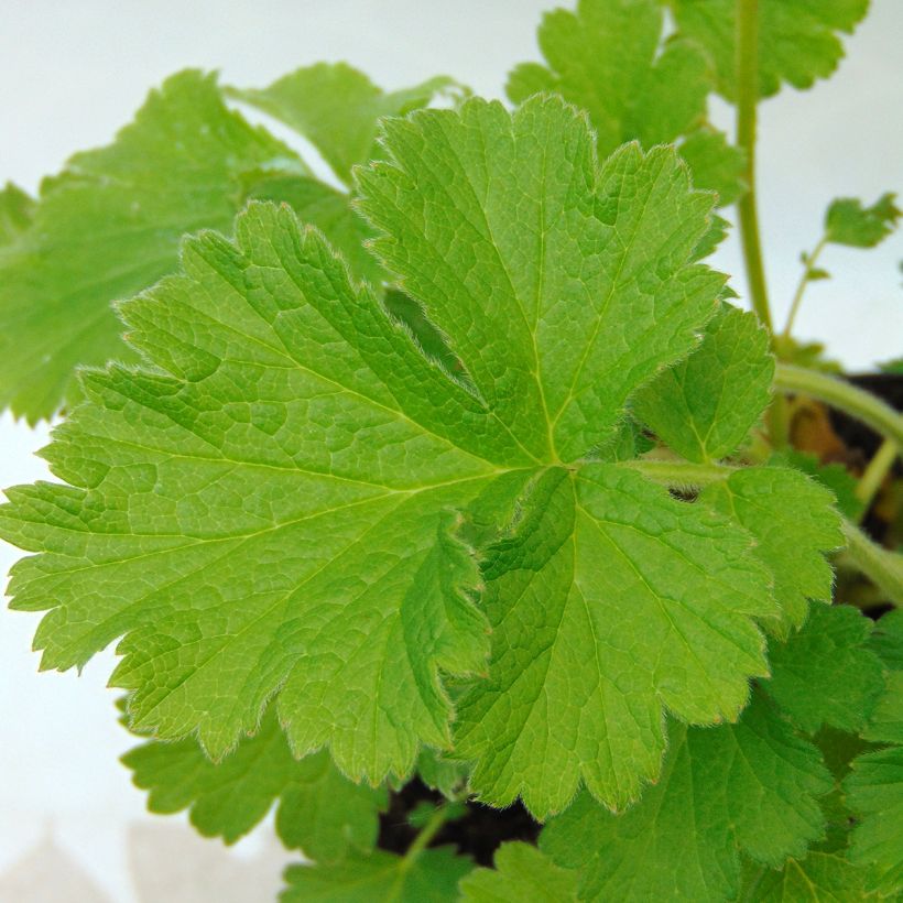 Geum Cocktail Gimlet - Benoîte jaune pâle (Foliage)