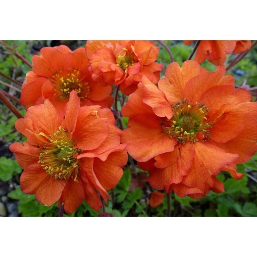Benoîte Dolly North (Flowering)