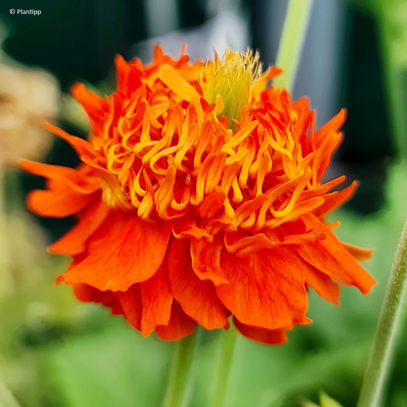 Geum Orange Pumpkin - Benoîte (Flowering)