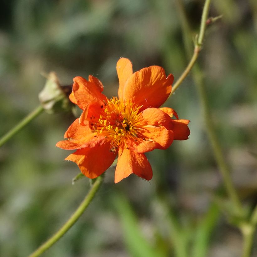 Geum Prinses Juliana - Benoite orange et jaune (Flowering)