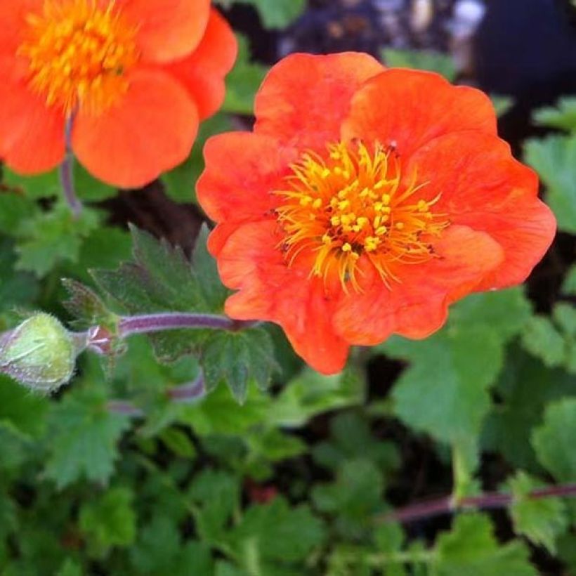 Benoîte Sigiswang (Flowering)