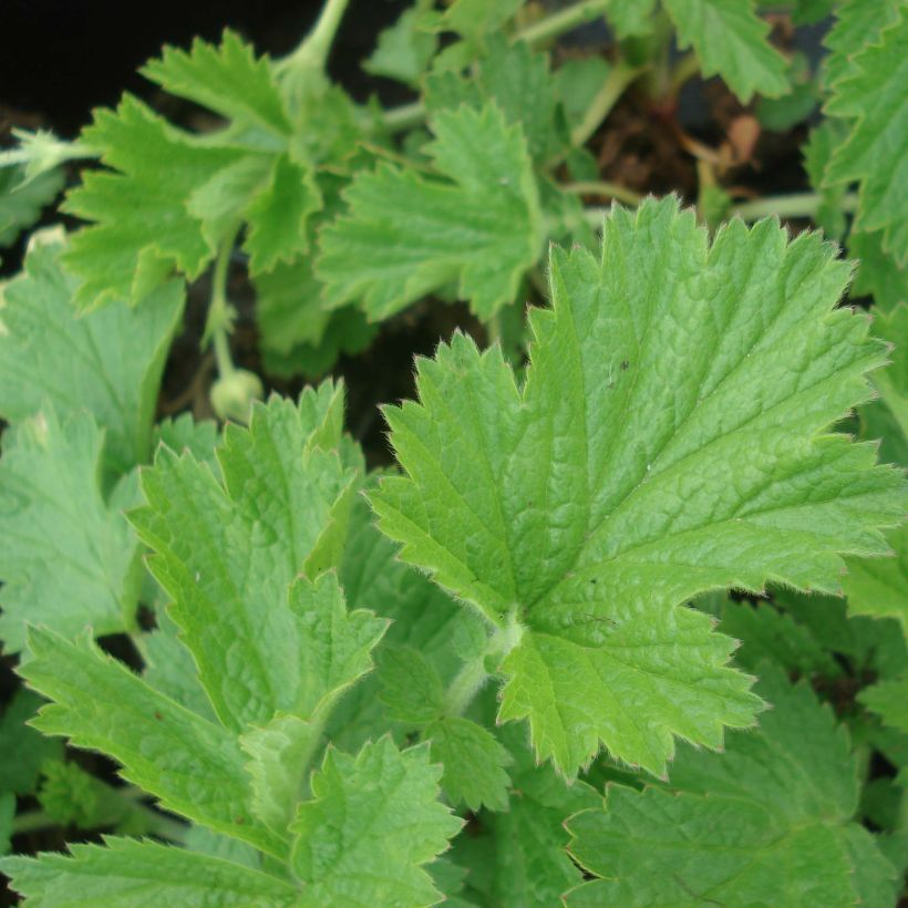 Geum Tequila Sunrise - Benoîte  (Foliage)