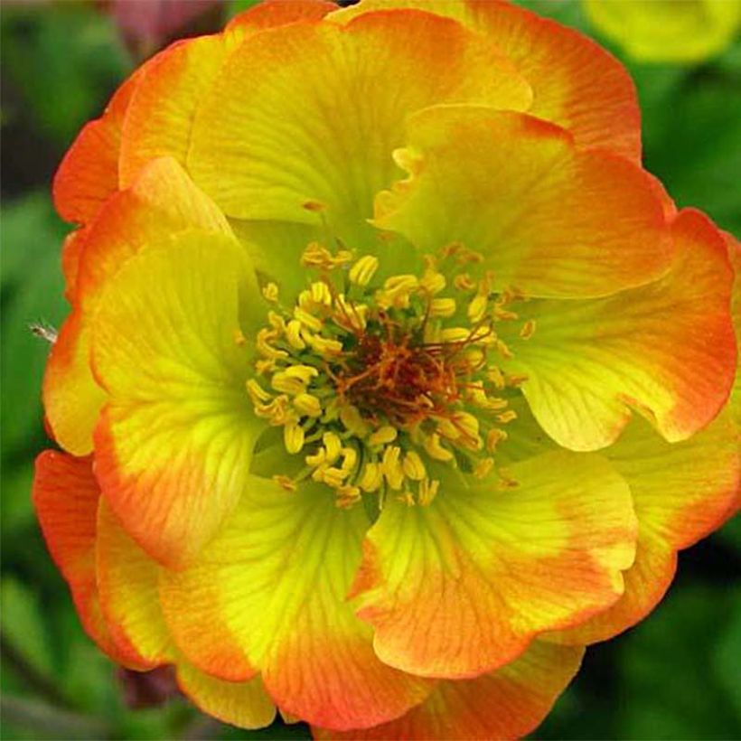 Geum Tequila Sunrise - Benoîte  (Flowering)