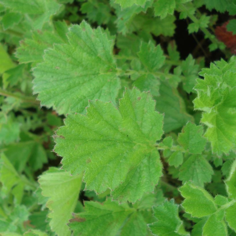 Geum chiloense Lady Stratheden - Benoîte (Foliage)