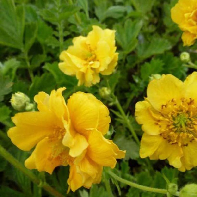 Geum chiloense Lady Stratheden - Benoîte (Flowering)